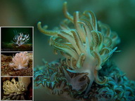 Scuba Dive in Anilao - Underwater Macro Photography, Anilao Muck dive